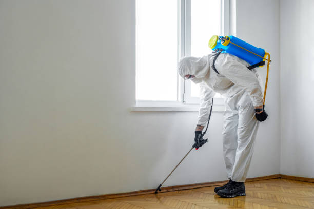 Wasp Removal Services in Delphos, OH