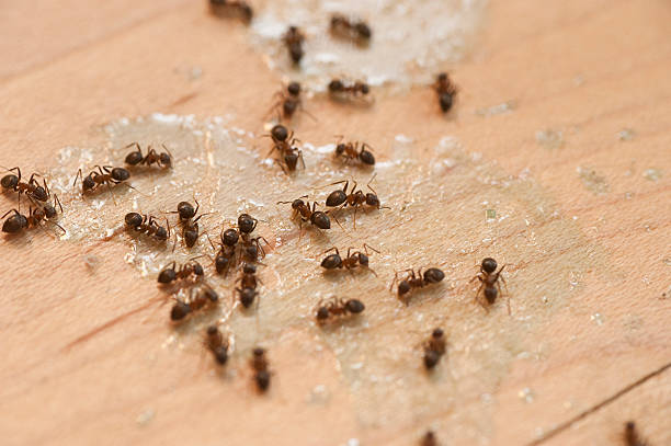 Best Pest Inspection Near Me  in Delphos, OH